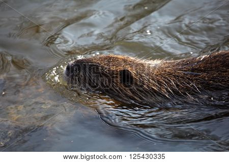 Photo of a coypu (Myocastor coypus) in water.