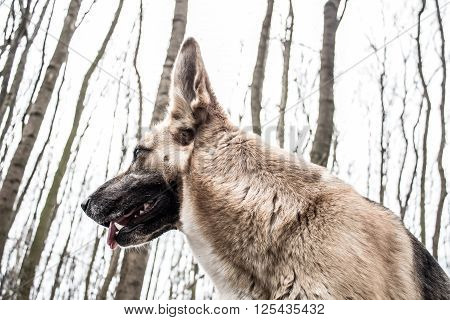Shepard dog in winter forest looks like wolf