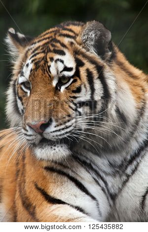 Siberian tiger (Panthera tigris altaica), also known as the Amur tiger. Wild life animal. 