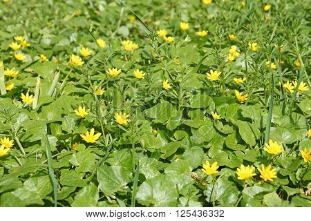 Flowering Plants Of Lesser Celandine