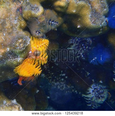 Coloured Fanworms Among Corals In Thailand