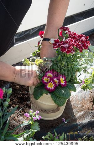 Woman Gardener Assembling Flower Display In Cream Bucket Plant Pot