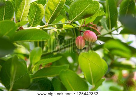 Karanda or Carunda fruit on the tree.