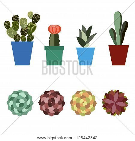 Cactus and succulents plants set. Flat design
Vector illustration of blooming succulents and cactus in pots. Exotic flowers. Top view Isolated cacti