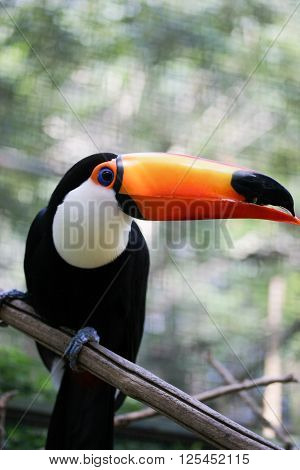 Vetical take of toucan looking to the right with trees behind