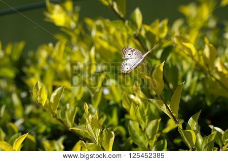 Brown butterfly with spread wings sitting on green plants