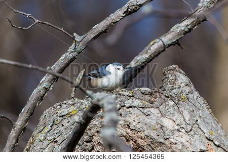 The white-breasted nuthatch is a small songbird of the nuthatch family which breeds in old-growth woodland across much of temperate North America. It is a stocky bird, with a large head, short tail.