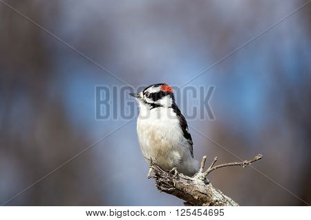 Downy and Hairy woodpeckers are widely distributed across North America. Both commonly visit feeder areas where they feed on suet and sometimes seeds. These woodpeckers are the only common woodpeckers