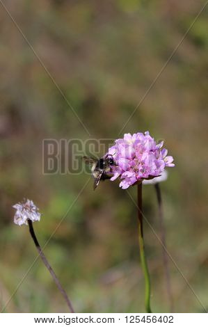A bumblebee perches on the edge of a pink flower in a green backdrop.