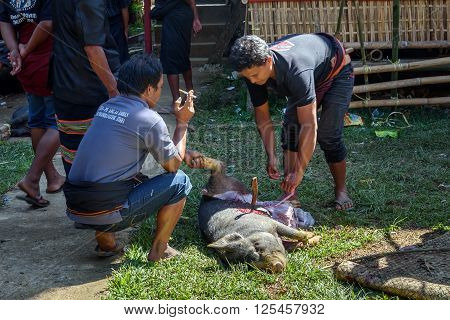 Men Cut Pig Slaughtered And Pull Out Entrails In Funeral Ceremony In Tana Toraja