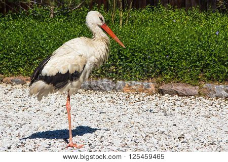 White stork in Tashkent Japanese Garden Uzbekistan 2016 March