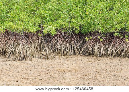 Green leaf mangrove trees grow on the wet brackish water beach or mangrove forest in Thailand.