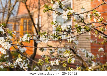 Twigs Of Cherry On Backyard In Spring Evening