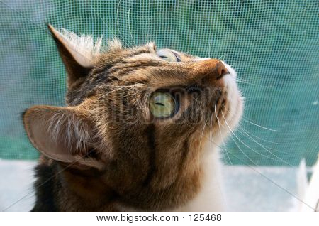 Cat Stand Sentinel