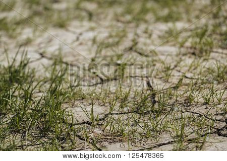 Grass sprouts on dry land selective focus with shallow depth of field