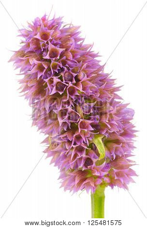 Agastache (anise hyssop) flower head without flowers isolated on white background