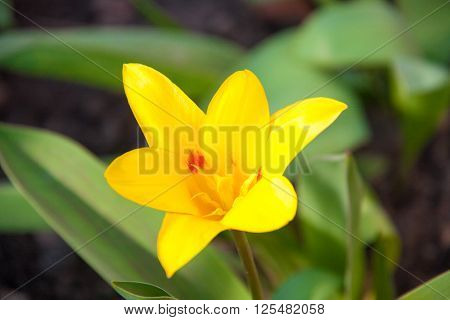 ficaria verna yellow spring flowers as a background.