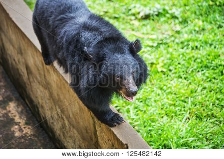 Asiatic black bear Tibetan black bear Ursus thibetanus large tropical asian bear with black fur and white V shape fur on the bust