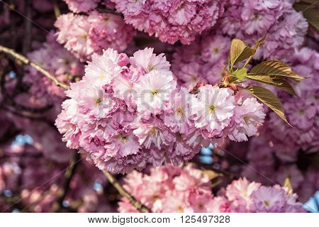 Cherry blossom is the flower of any of several trees of genus Prunus particularly the Japanese cherry Prunus serrulata which is called sakura.
