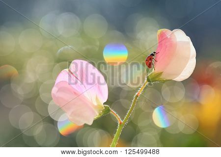 The picture shows a red ladybug, which walks on a pink flower, the back has an interesting background and illuminated by beautiful light