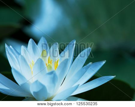 Lotus flower blooming on a quiet pond. Focus on stamen.
