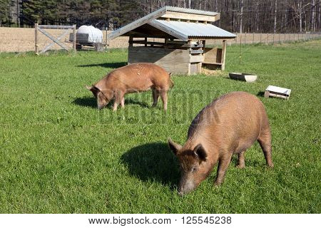 Organically raised free range Tamworth pigs graze on pasture grass on a small farm.