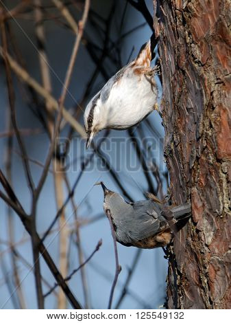 Male Eurasian Nuthatch (Sitta europaea) feeds female in spring. National park Plesheevo Lake Yaroslavl region Russia
** Note: Soft Focus at 100%, best at smaller sizes