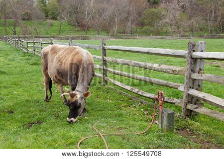Cow Grazing In Farmyard