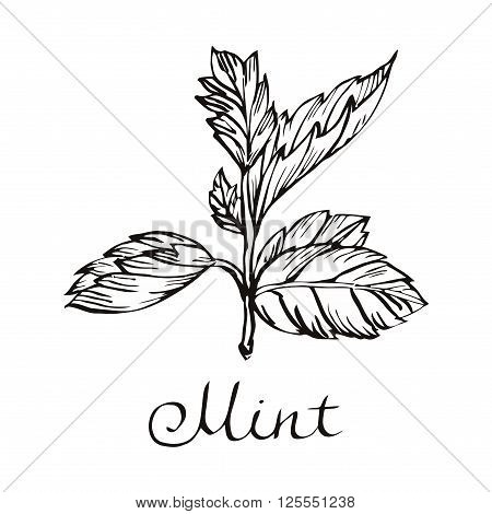 Vector mint illustration. Hand drawn mint. Mint leaves illustration.