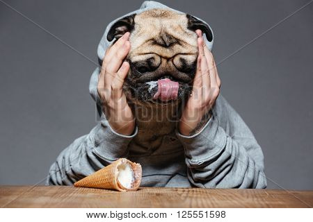 Sad upset man with pug dog head droped down ice-cream on the table over grey background