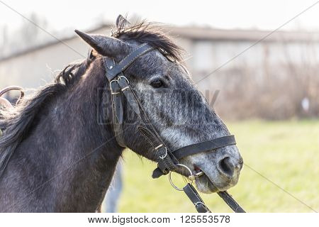 Hinny Horse Portrait