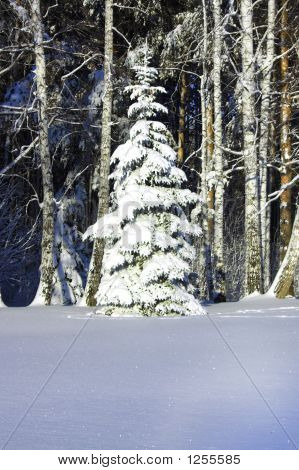 Arbres d'hiver