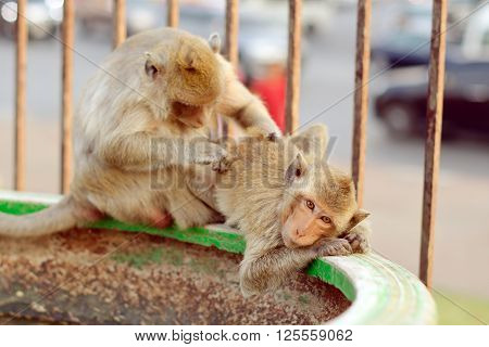 Long tailed monkey in Lopburi province Thailand
