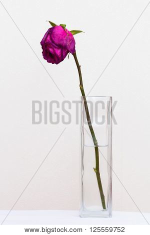 Red sluggish rose in a glass vase with water