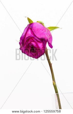 Red sluggish rose in a glass vase with water