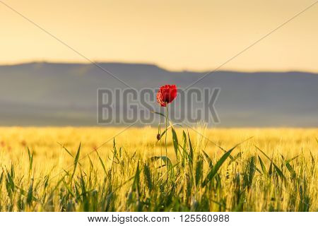 Springtime. Lone poppy over wheat field at dawn. Apulia Italy.
