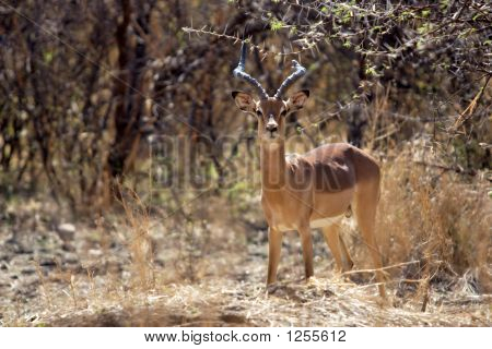 Antilopi Impala