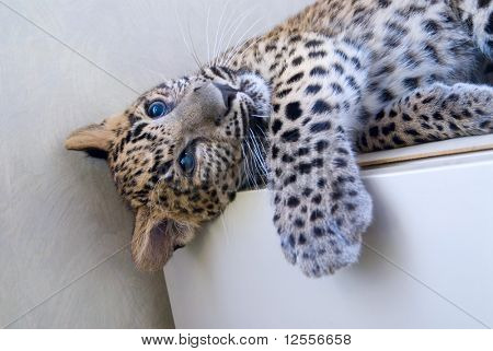 เสือดาวน้อยได้พักผ่อนบนตู้เย็น