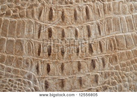 หนังจระเข้