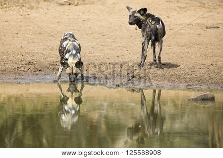 Two wild dogs rest next to a waterhole to drink some water