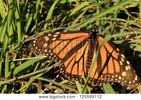 A Monarch butterfly rests in dewy grass.