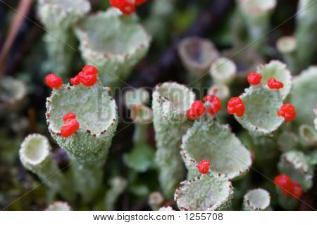 Eksotiske Moss