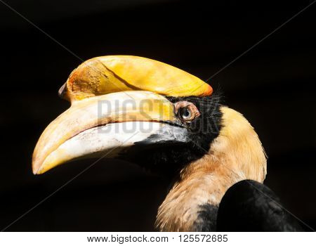Portrait of great hornbill - Buceros bicornis