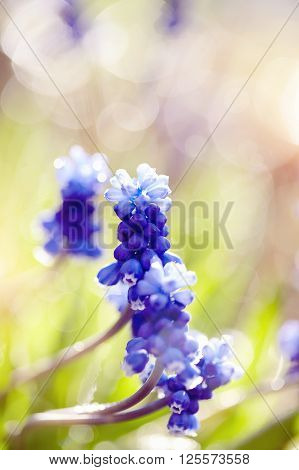 Blue flower of a muskari lit with the sun in spring