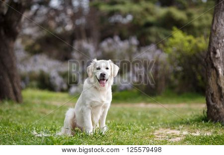 Pet , an adult dog breed white labrador, drooping ears, carefully watching , posing for a photograph sitting on the green grass in the summer the park for a walk
