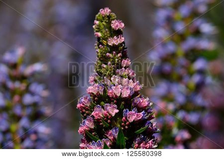 Tajinaste of colors in full splendor,early spring, Canary islands