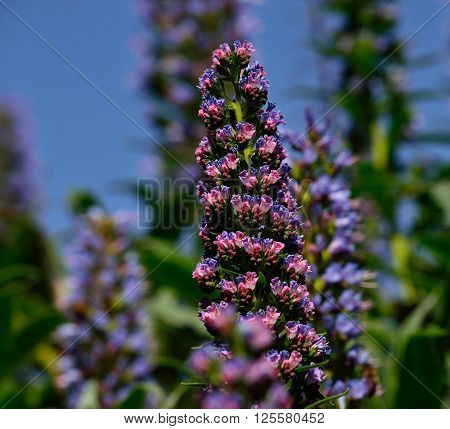 Tajinaste of colors in full splendor,early spring, Canary islands
** Note: Visible grain at 100%, best at smaller sizes