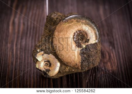 Variety Ammonites - fossil on a dark wooden background
** Note: Shallow depth of field
