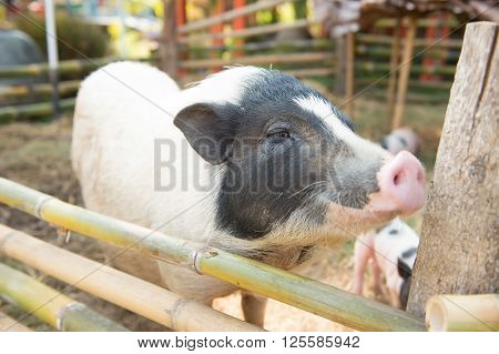 The Boar Family,selective Focus Point On The Eye Of Big Boar