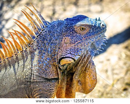 Iguana on Grand Cayman island in the Caribbean